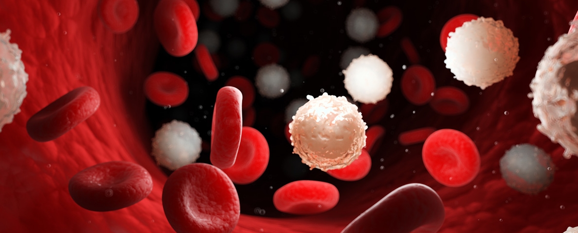 Glóbulos rojos, blancos y plaquetas, conforman la parte sólida de la sangre.